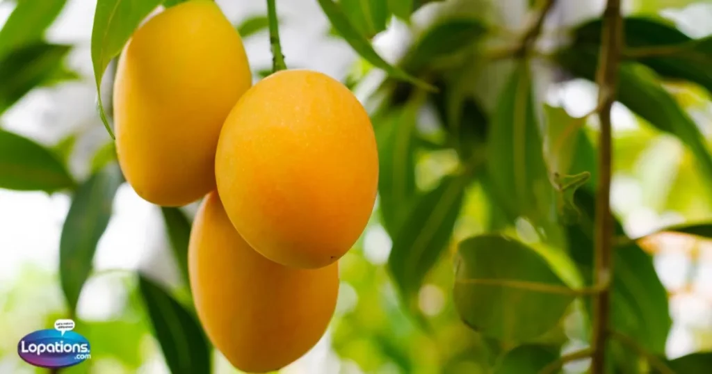 First Mango of the Season Quotes