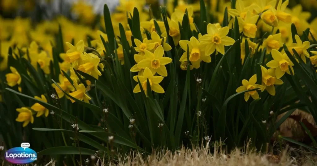 Beautiful Daffodil Captions