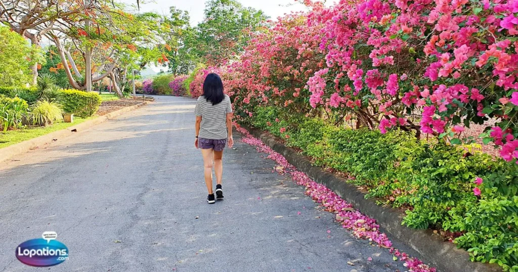 Cute Morning Walk