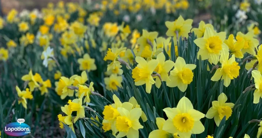 Daffodil Captions & Quotes in English