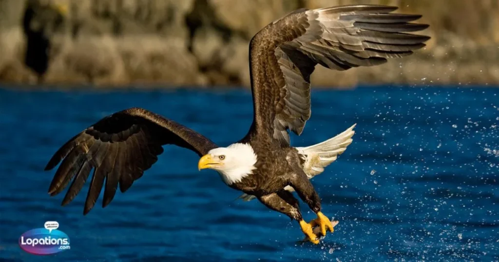 Eagle Wings Captions 