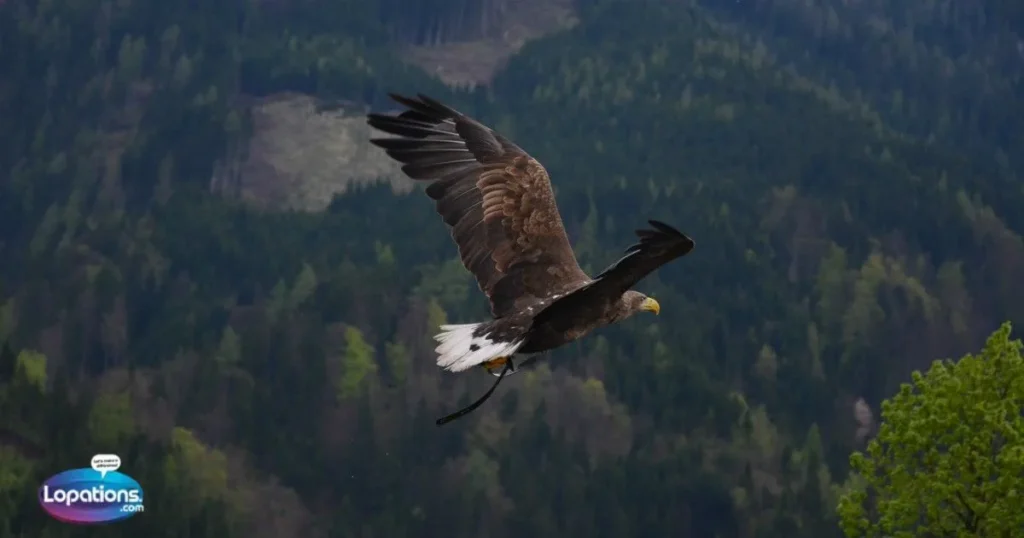 Eagles Picture Captions