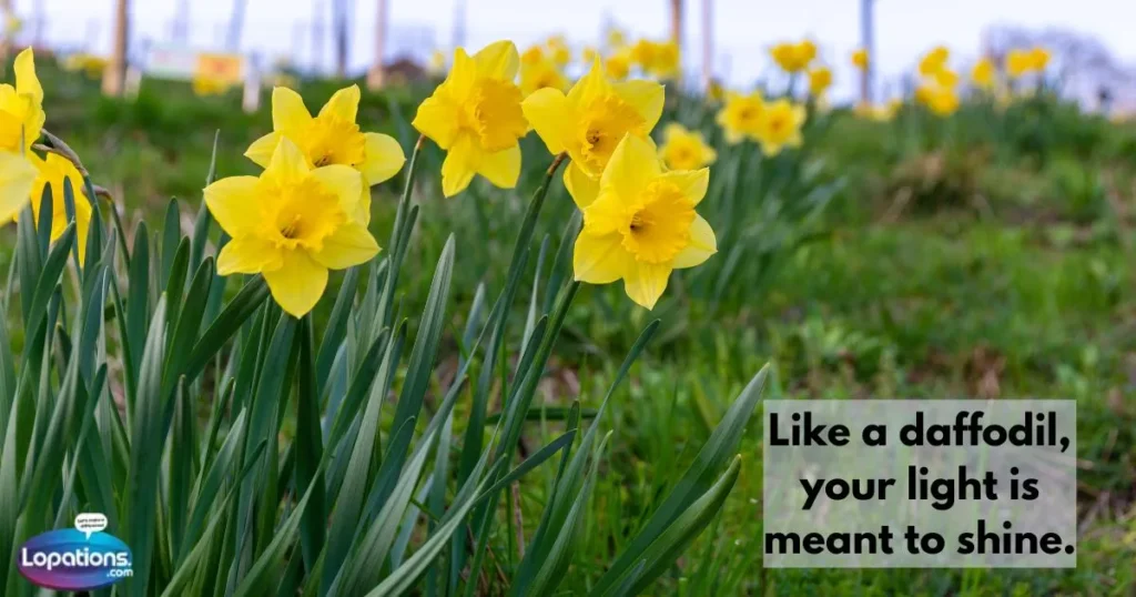 Motivational Daffodil Quotes
