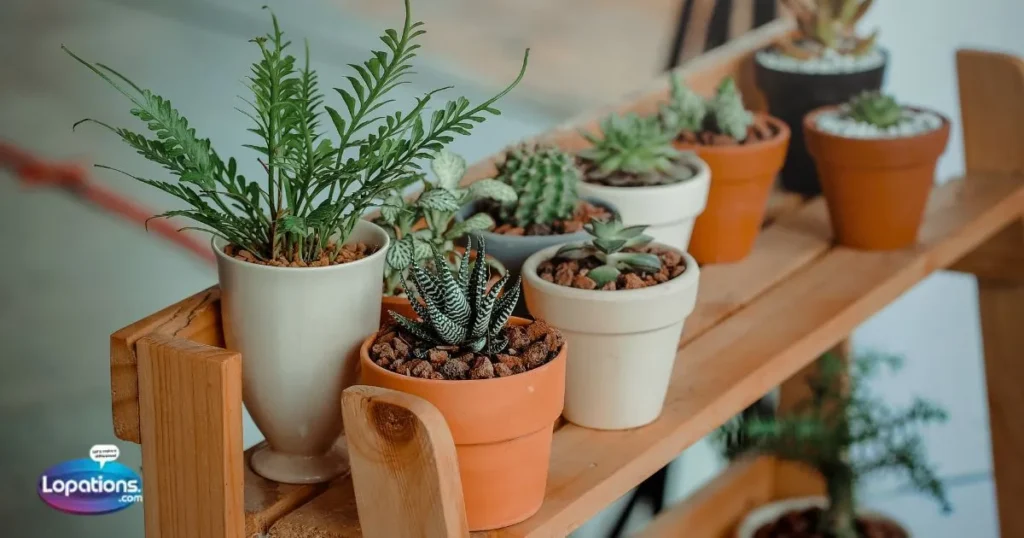 Lovely Plant Captions