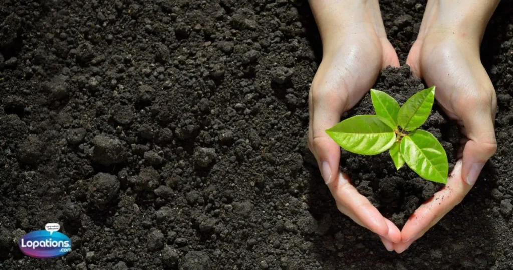 Plant Quotes For Instagram