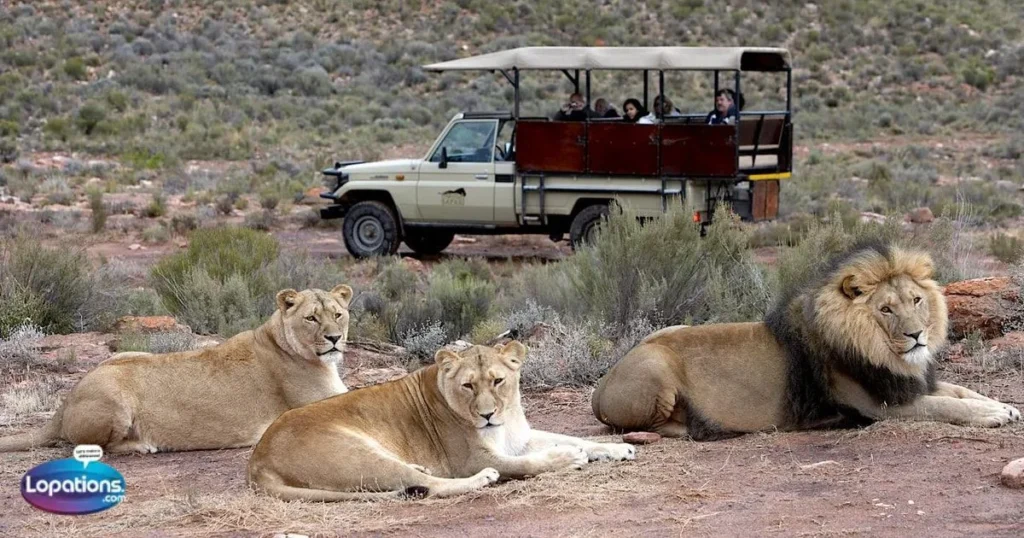 Safari Quotes Inspirational