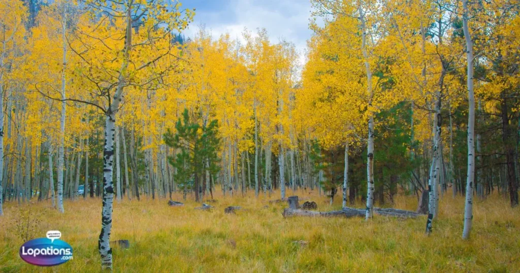 Short Aspen Captions