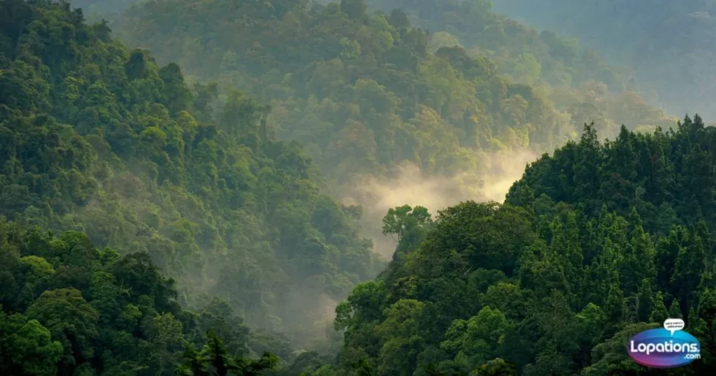 Short Jungle Captions 