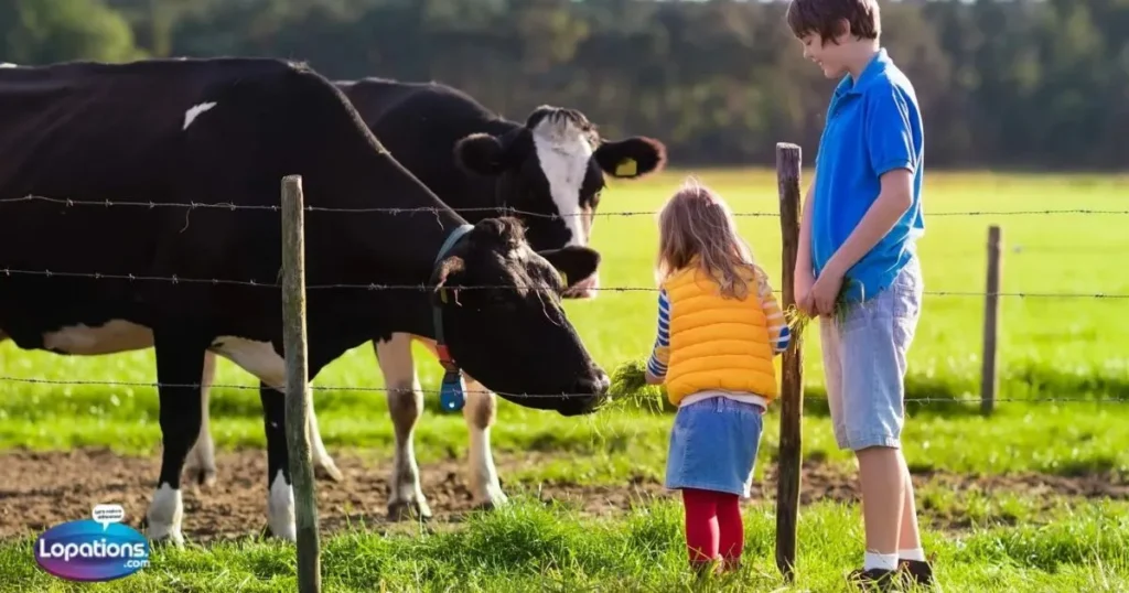 Short Quotes For Cow Lovers