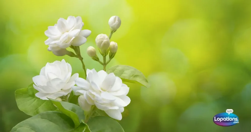Short White Flower Captions For Instagram