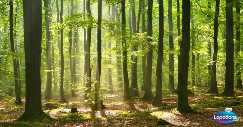 Tree Captions and Quotes in English