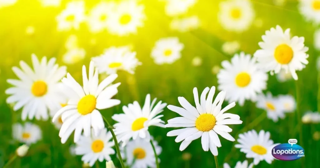 White Flower Captions In English