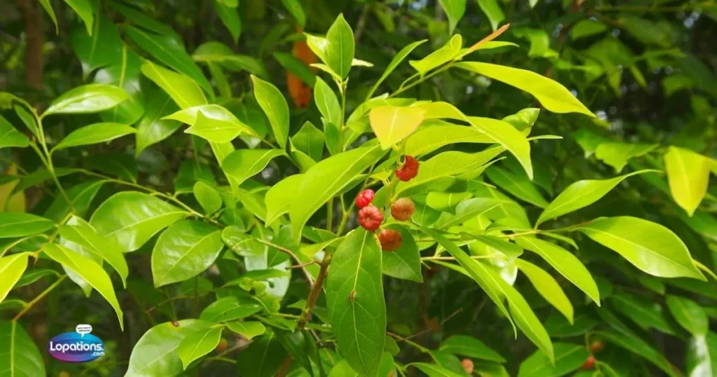 Cheesy Tree Pick Up Lines