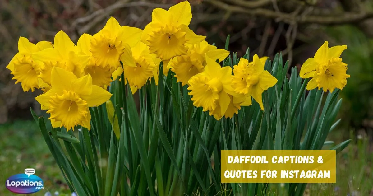 285+ Daffodil Captions & Quotes For Instagram (2025) 