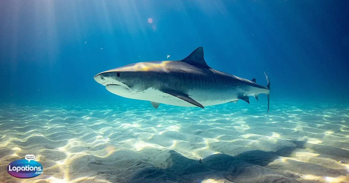 Shark Captions