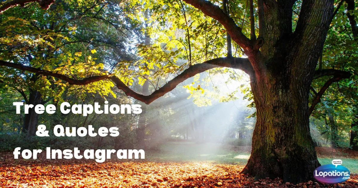 305+ Tree Captions & Quotes for Instagram (2025)