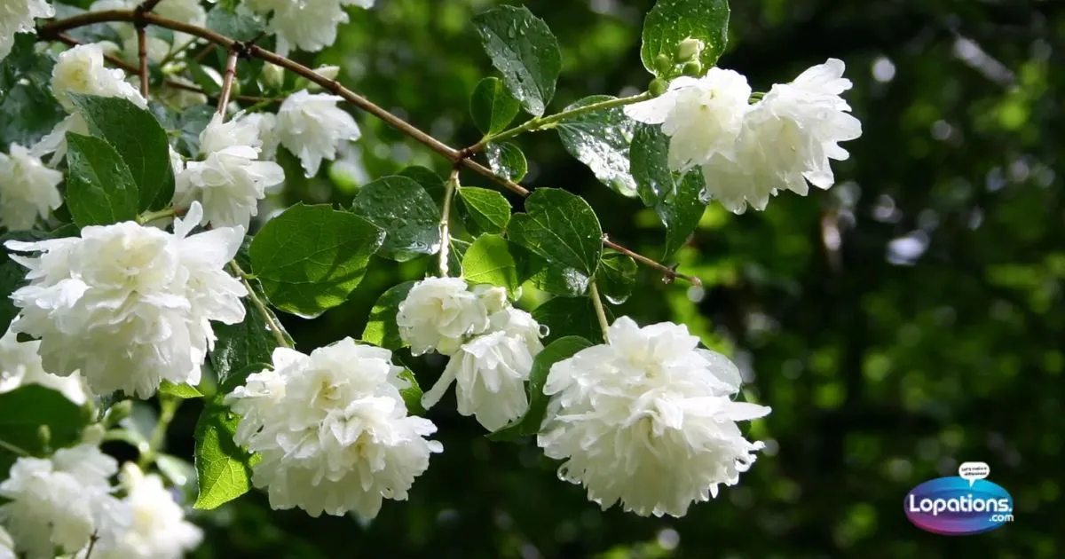 255+ Beautiful White Flower Captions for Instagram (2025)