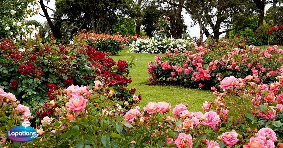 315+ Roses Pick-Up Lines to Bloom Any Heart[2025-26]